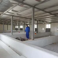 فروش مرغداری گوشتی