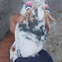 نر و ماده|پرنده|زاهدان, |دیوار