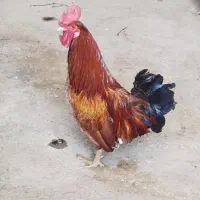 خروس|حیوانات مزرعه|خرم‌آباد, |دیوار