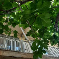 اجاره خانه ویلایی ۹۰متری|اجارهٔ خانه و ویلا|رودبار, |دیوار