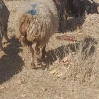 میش آبستن|حیوانات مزرعه|کوهدشت, |دیوار