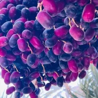 فروش خرمای جنوب مضافتی کلوته مرداسنگ