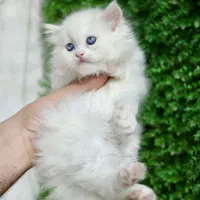 ماده بلو اسکاتیش با کیفیت عالی