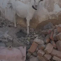 بزونربزسانن|حیوانات مزرعه|زاهدان, |دیوار