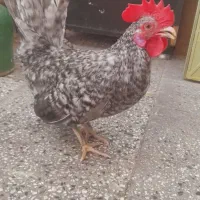 خروس جاپنیز