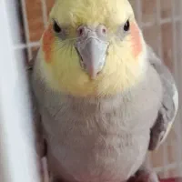 عروس هلندی نر وماده به پول نیاز داره