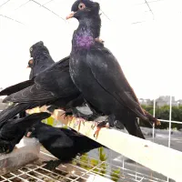 کفتر زاغ کلاهی پا پر