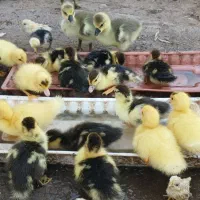 جوجه اسرائیلی از نژاد سنگین وزن