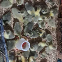 فروشجوجهغازیکهفتهایودوروزه