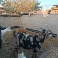 بز ماده|حیوانات مزرعه|فاضل آباد, |دیوار