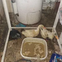 اردک|حیوانات مزرعه|تهران, ازگل|دیوار