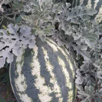 هندوانه