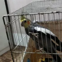 عروس هلندی جفت بالغ