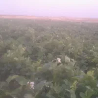 اجاره  زمین ۱۵ متری