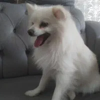 سگ پامر|سگ|قزوین, |دیوار