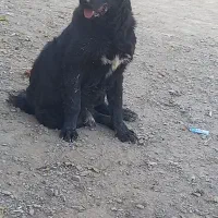 سگ نر ۱۱ماهه دم قر|سگ|نجف‌آباد, کهریزسنگ|دیوار