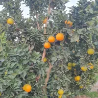 تامسون برگی با کیفیت