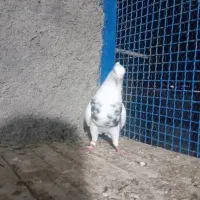 طوقی|پرنده|فلاورجان, |دیوار