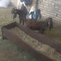 بز ۳عدد نره ۱ عدد ماده. جفتی  23/000/000