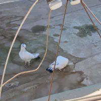 یه جفت کبوتر سرحال|پرنده|شاهینشهر, گرگاب|دیوار