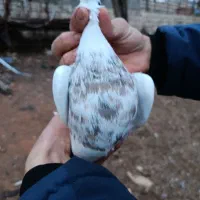 نر ماده طوقی معاوضه هم دارم