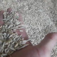 مقداری جو و گندم به فروش میرسد|عمده‌فروشی|شیراز, حومه شیراز|دیوار