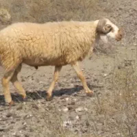 3تا قوچ چاق و سالم فروشی هستن