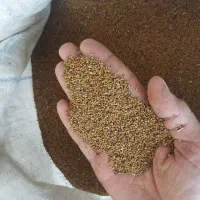 بذر یونجه آبی