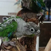 جوجه سرلاکی گرینچیک