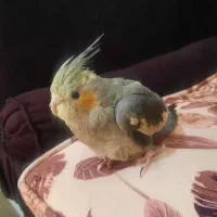 عروس هلندی ۷۰۰۰۰۰