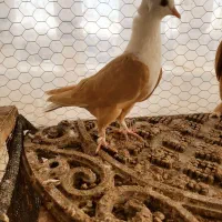 کلاغ کربلایی زرد ماده کاکلی صاف