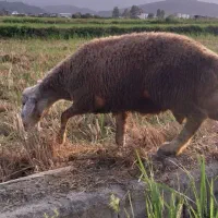 گوسفند|حیوانات مزرعه|چمستان, |دیوار