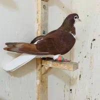 کفتر یا کبوتر طاووسی پلاکی عتیغه ساده سرخ|پرنده|مشهد, نیزه|دیوار