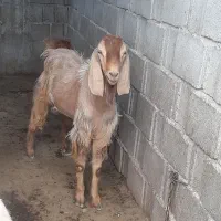 پازن
