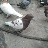 صید|پرنده|مشهد, رسالت|دیوار