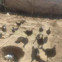 بوقلمون ماده