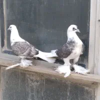 یاهو  اصیل و نسل قدیمی