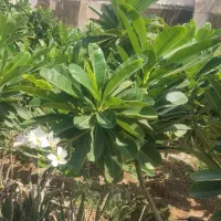 تولید انواع نهال گل و گیاه و آکالیپتوس