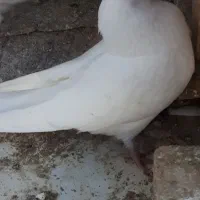 کفتریا کبوتر|پرنده|جوادآباد, |دیوار