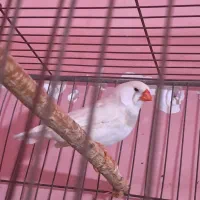 دو عدد فنج نر اماده سی اف