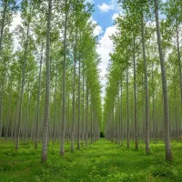 حراج بزرگ، تعداد محدود نهال صنوبر نیگرا باکیفیت