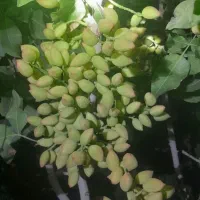 باغ پسته ۲۰ ساله، یک هکتار،فروش فوری(زیرقیمت )|فروش دفتر صنعتی، کشاورزی، تجاری|قنوات, |دیوار