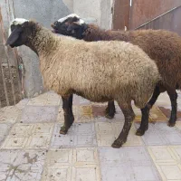 گوسفند|حیوانات مزرعه|فامنین, |دیوار