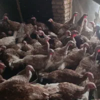 بوقلمون بربون تعداد10 تا نر 20 تا ماده بفروش میرسد|حیوانات مزرعه|دشتابی, |دیوار