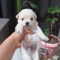 فرشته های خوشگل گوگولی مگولی مینیاتوری فقط 3800