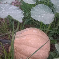 کدو محلی شیرین|خوردنی و آشامیدنی|رشت, پارک شهر|دیوار