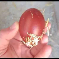 جوجه مارانس تخم قرمز