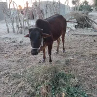 فروش گاو چاق ماده جوان|حیوانات مزرعه|پیر سهراب, |دیوار