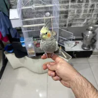 ۲ عدد عروس هلندی دستی|پرنده|ماکو, |دیوار