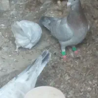 کبوتر خوب|پرنده|بشاریات, |دیوار